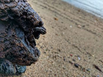 Close-up of lizard on beach