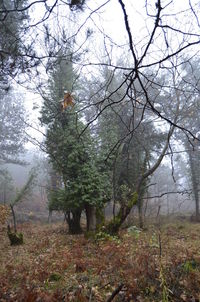 Trees in forest during winter