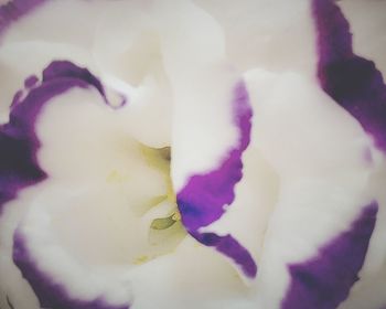 Close-up of flowers