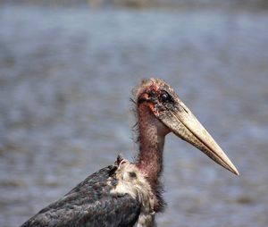 Close-up of marabou stork at lake nakuru national park