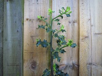Close-up of ivy on wood