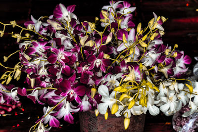 Close-up of pink flowering plant