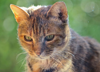 Close-up portrait of a cat