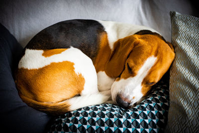 Close-up of a dog sleeping on bed at home