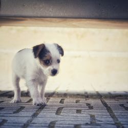 Portrait of puppy on footpath