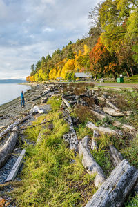 Trees are alive with autumn colors along the shore at lincoln park in west seattle, washington.