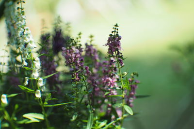 Close-up of purple flowering plant against blurred background
