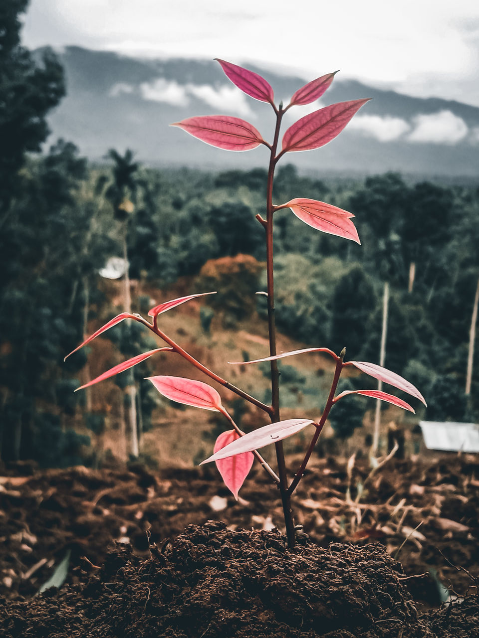 CLOSE-UP OF RED FLOWER ON LAND