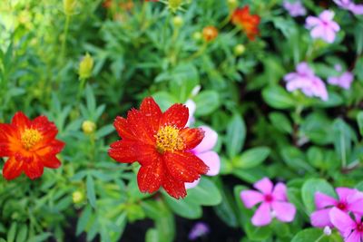 Close-up of red flowers blooming outdoors