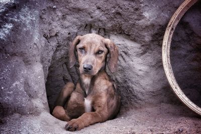 Portrait of puppy sitting outdoors