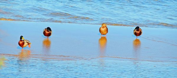 Ducks swimming on lake