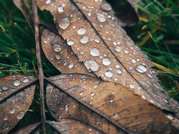 Close-up of dew drops on dry leaves