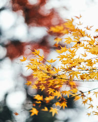 Close-up of yellow flowering plant