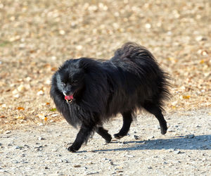 Small black dog running on road