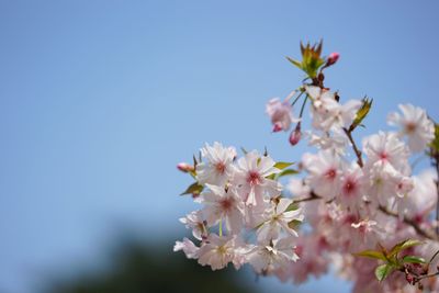 Close-up of cherry blossoms against clear sky