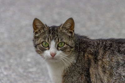 Close-up portrait of tabby cat