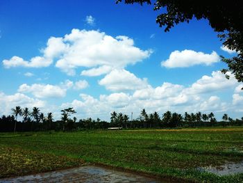 Scenic view of agricultural field against sky