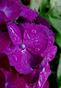 Close-up of wet purple flowers blooming outdoors