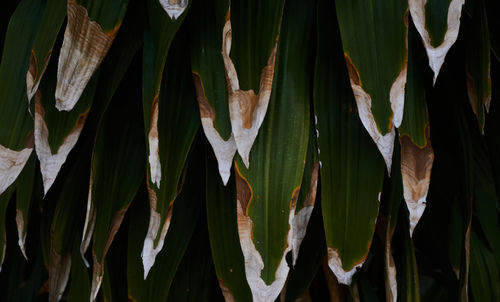 Close-up of leaves