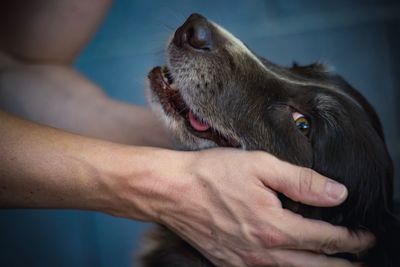 Close-up of hand holding dog