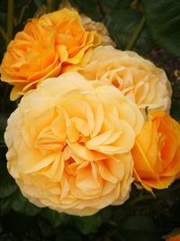 Close-up of yellow flowers blooming outdoors