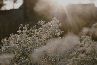 Close-up of snow on plants during winter