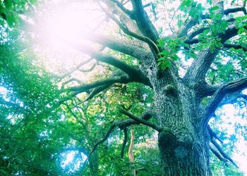 Low angle view of trees