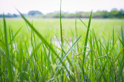 Close-up of crop in field