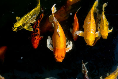 Close-up of koi carps swimming in sea