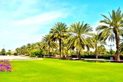 Palm trees in park