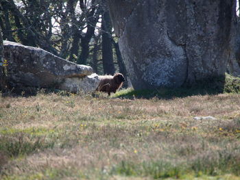 View of a horse on rock