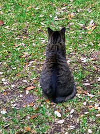 Cat on ground