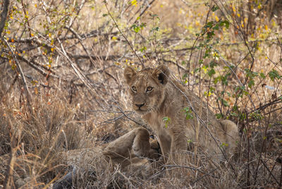 Lions resting in the heat of the day