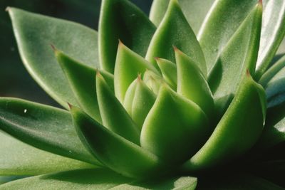 Close-up of succulent plant