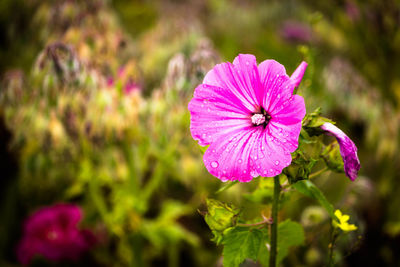 Close-up of insect on purple flower