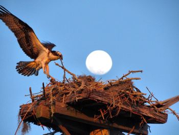 Low angle view of bird perching on tree against sky