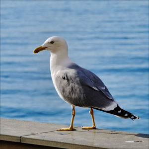 Seagull perching on a sea