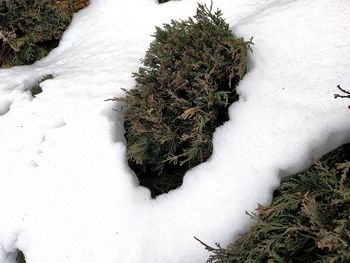 High angle view of snow covered plants on land