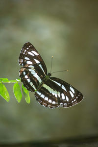 Close-up of butterfly perching on leaf