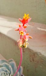 Close-up of flowers against blurred background