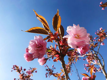 Low angle view of cherry blossoms against blue sky