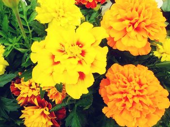 Close-up of yellow flowers