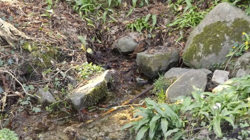 Plants growing on rocks