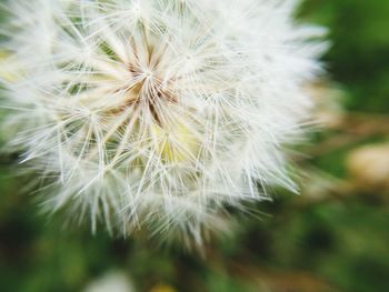 Close-up of dandelion