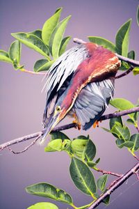 Close-up of bird perching on plant