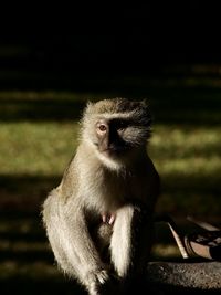 Close-up of monkey