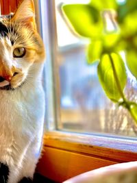 Close-up of a cat looking through window