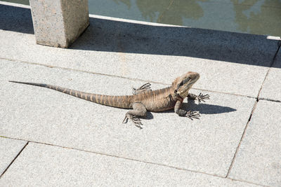 High angle view of bearded dragon on walkway