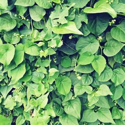 Full frame shot of fresh green leaves