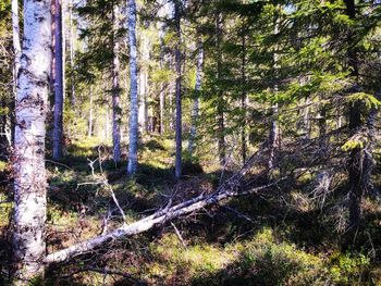 Trees in forest